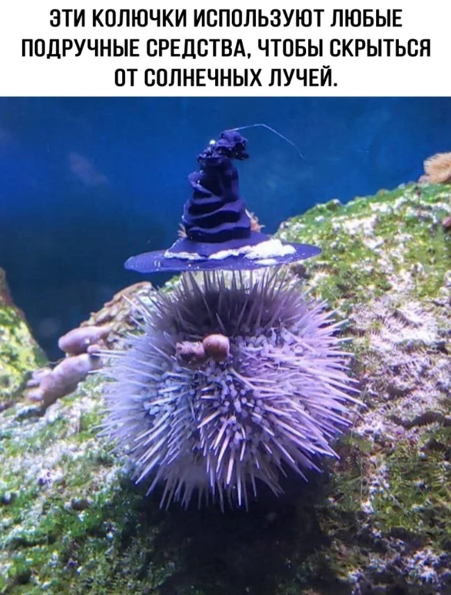 To hide... - From the network, Picture with text, news, Around the world, Marine life, Informative, Facts, Humor, Sea urchin, Distribution hat