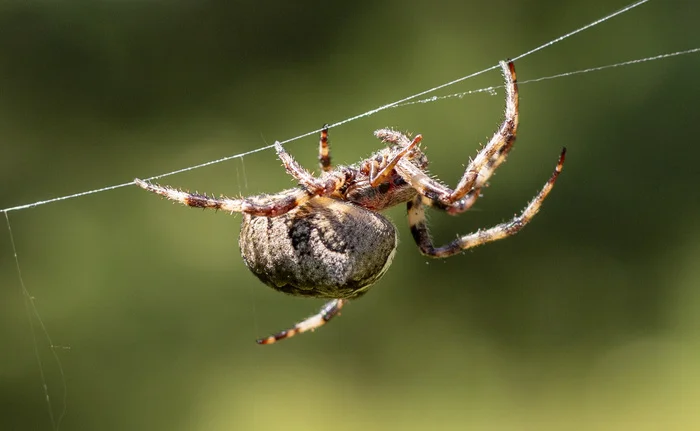 Paukan.) - My, Spider, Beginning photographer, The photo, Nature