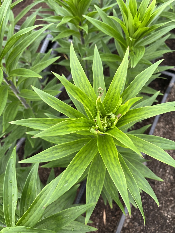 ��� ���� ������������. ����� ����� �� ������. ��������������� ���������� � �������.