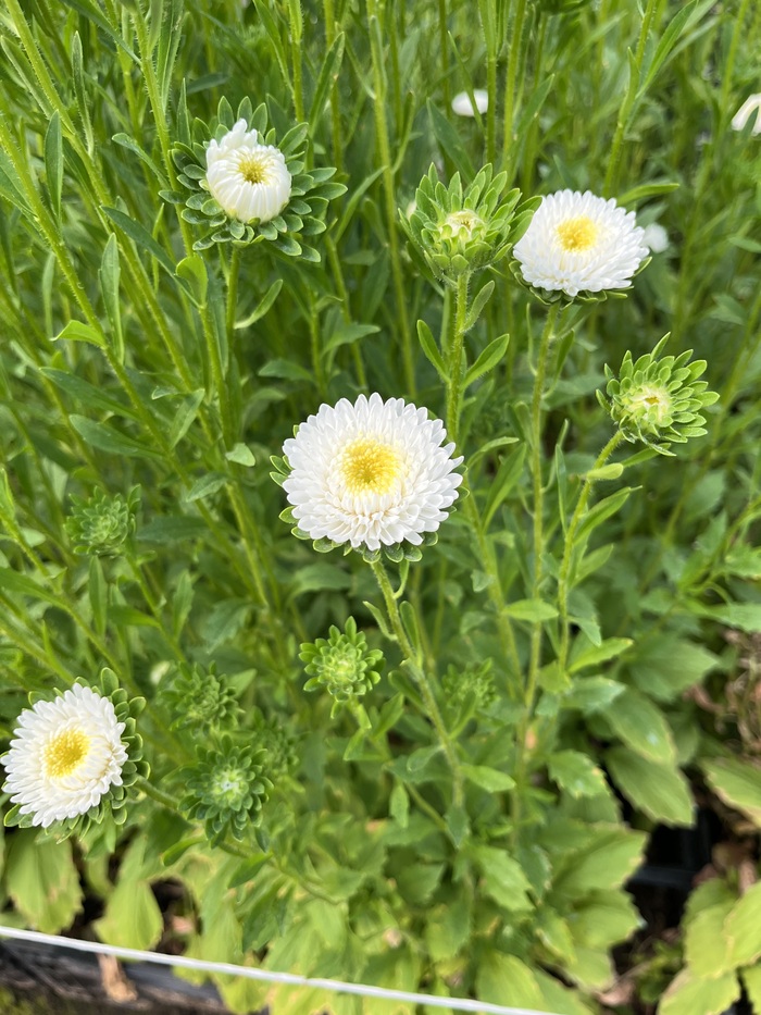 ����� �������� ��-�� ����. ��, � ���� ���� ����� ����.