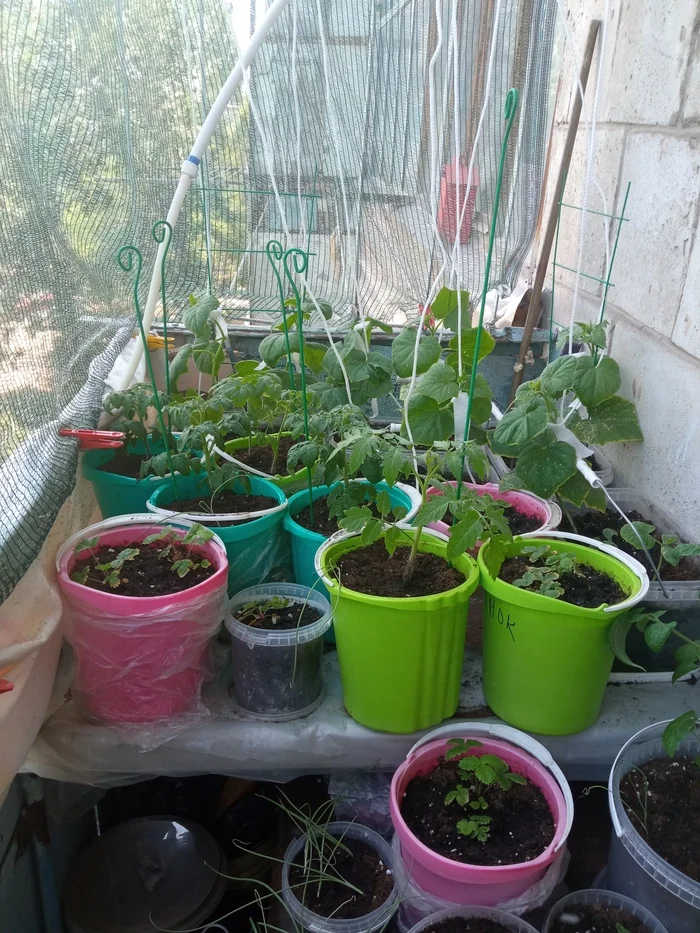 Vegetable garden on the balcony, take 4 - My, Garden, Vegetable garden on the windowsill, Longpost, Cucumbers, Cherry tomatoes, Agriculture, Balcony