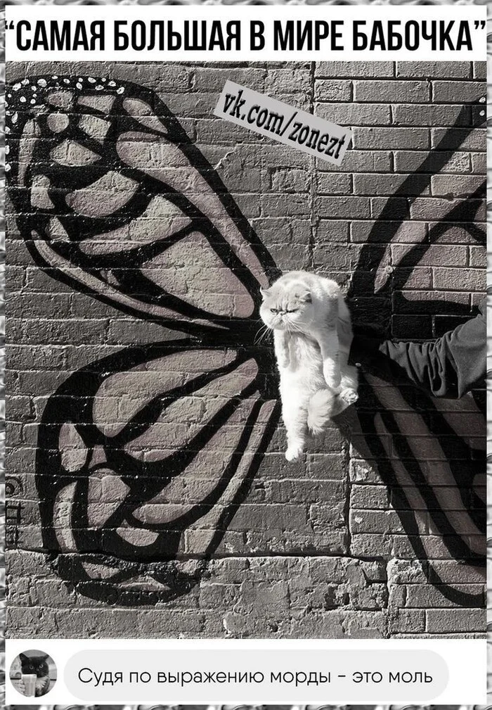 Butterfly cat - cat, Butterfly, Moth, Picture with text