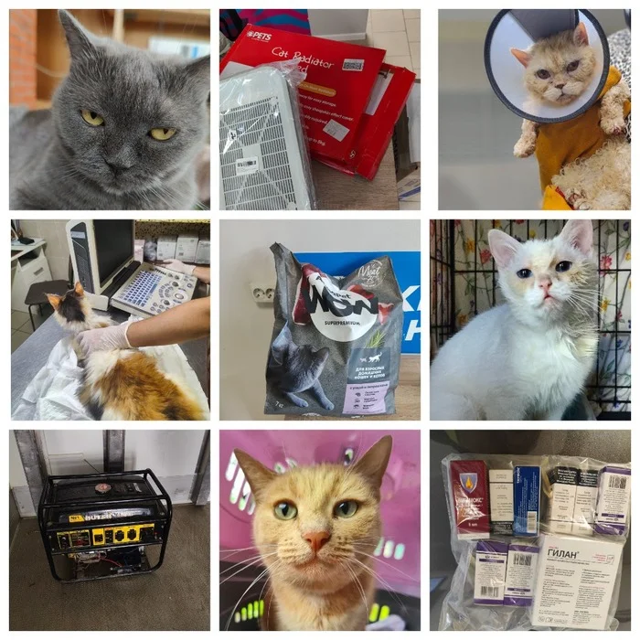 I'm spending your donations. 03.06 -06.07.24. Medicines, consumables, tests, food, sterilization of cats (35), humanitarian aid for Belgorod - My, Animal Rescue, Helping animals, Veterinary, cat, Charity, Report, Donates to Peekaboo, Longpost