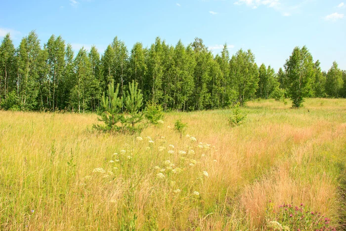 Heat in the forest - My, Nature, The photo, Forest, Summer, Leisure, Meadow, Heat