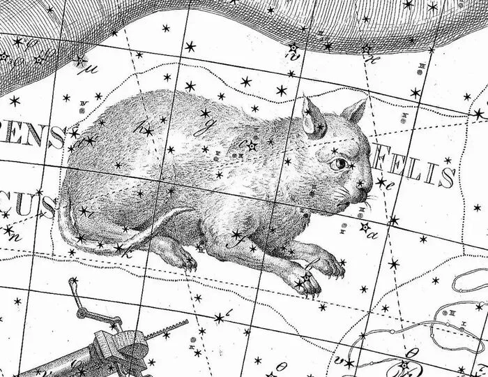 Constellation Cats - Astronomy, cat, Constellations
