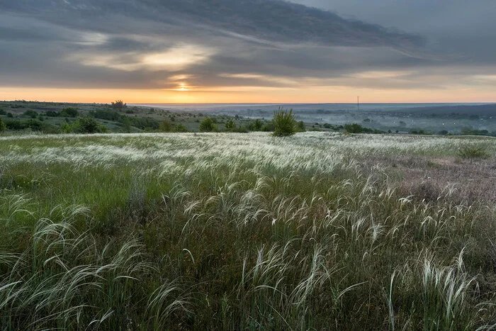 Morning in the haze - My, Feather grass, Steppe, Rostov region, Landscape, The photo