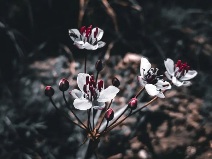 Susak umbrella - My, Flowers, The photo