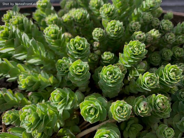 Rhodiola rosea - My, Rhodiola rosea, Plants, City walk, Street photography, The photo, Kaliningrad region, Kaliningrad