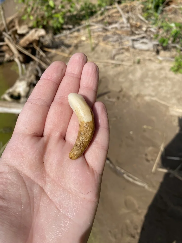 Help me determine whose fang/claw?) - My, Fangs, Help, Zoology, Question, Ask Peekaboo, Longpost