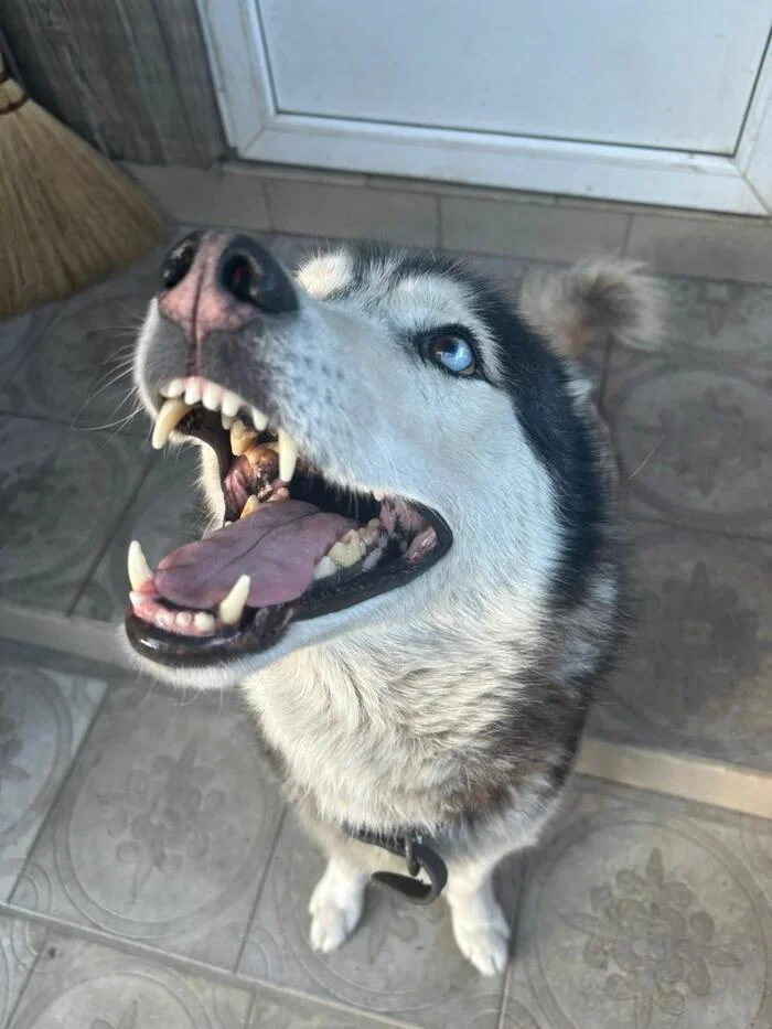 Samka) - My, Husky, Milota, Dog, Longpost, Pets, The photo