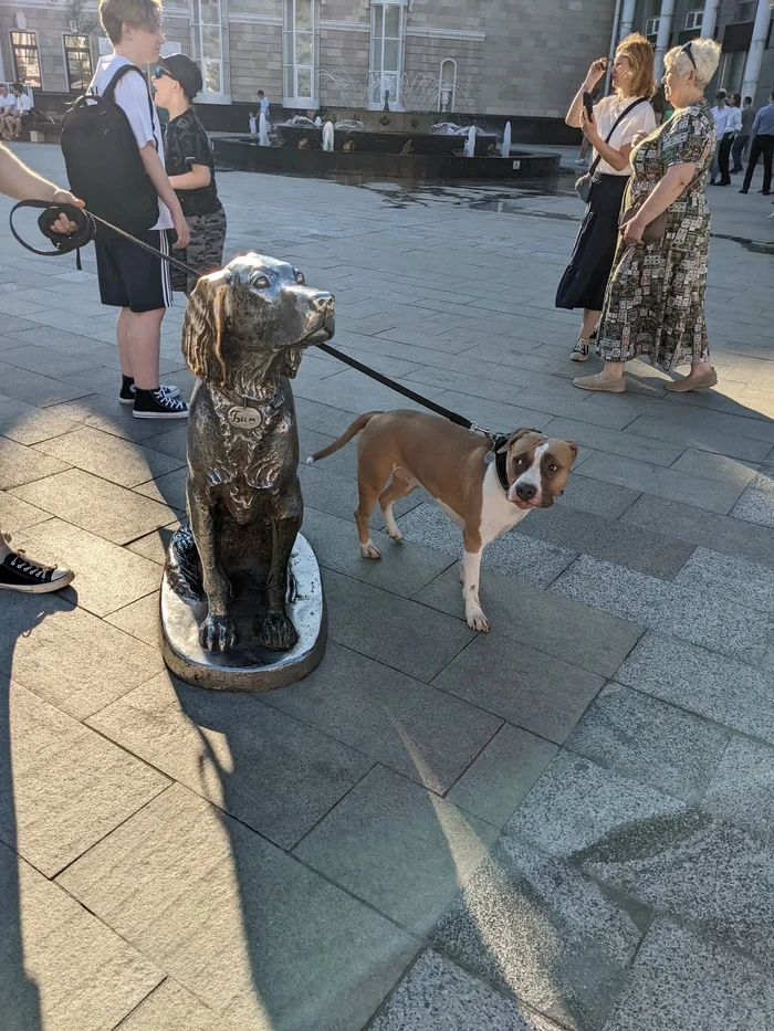 Scary! We don't know what it is, if we knew what it is... - My, Dog, Dog lovers, Pets, Walk, Amstaff, Voronezh, Sculpture, The photo