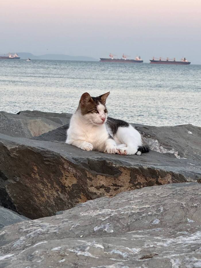 Вечернего котика вам в ленту - Моё, Кот, Море, Турция, Стамбул, Мобильная фотография