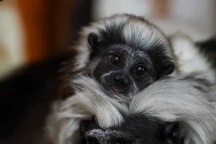 Baby Oedipus tamarin - Primates, Oedipus Tamarin, Young, Wild animals, Zoo, The photo