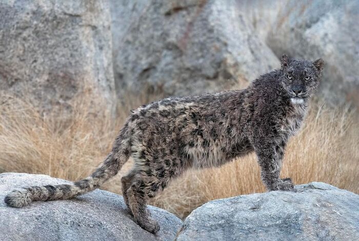 Not very snowy - Snow Leopard, Big cats, Cat family, Predatory animals, Wild animals, wildlife, Ladakh, India, The photo, Longpost