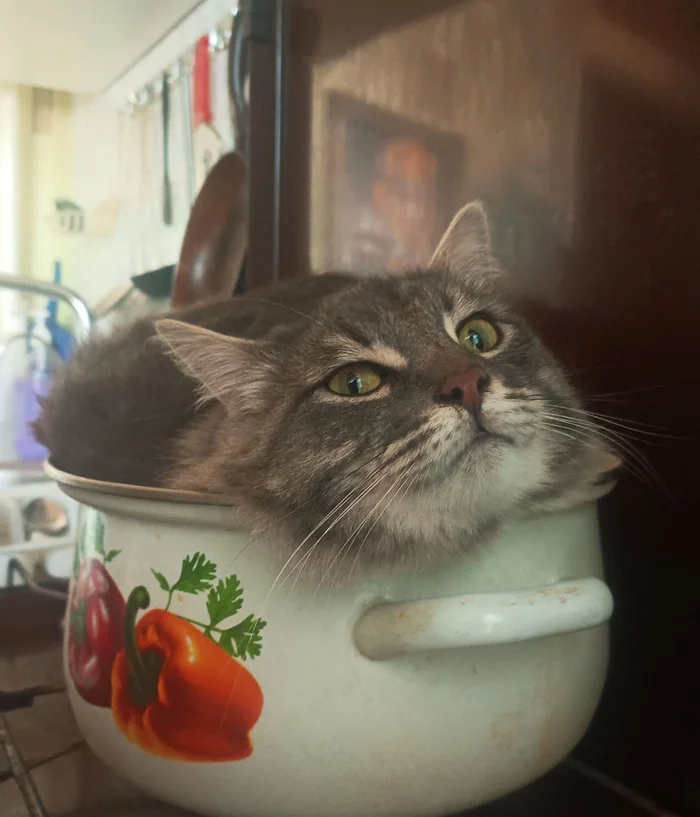 Pancake Grandfather - My, cat, The photo, Mobile photography, Kittens, Pet the cat, Fluffy, Paws, Pets, Hardened, Pan, Kitchen