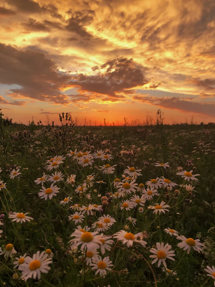 Chamomile sunset - My, Mobile photography, The photo, Sunset, Chamomile, Wildflowers, Summer, Nature, beauty, Saratov