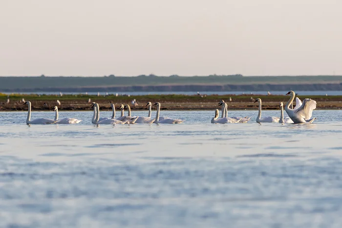 On Lake Manych-Gudilo - My, Swans, Lake Manych-Gudilo, Rostov region, The photo