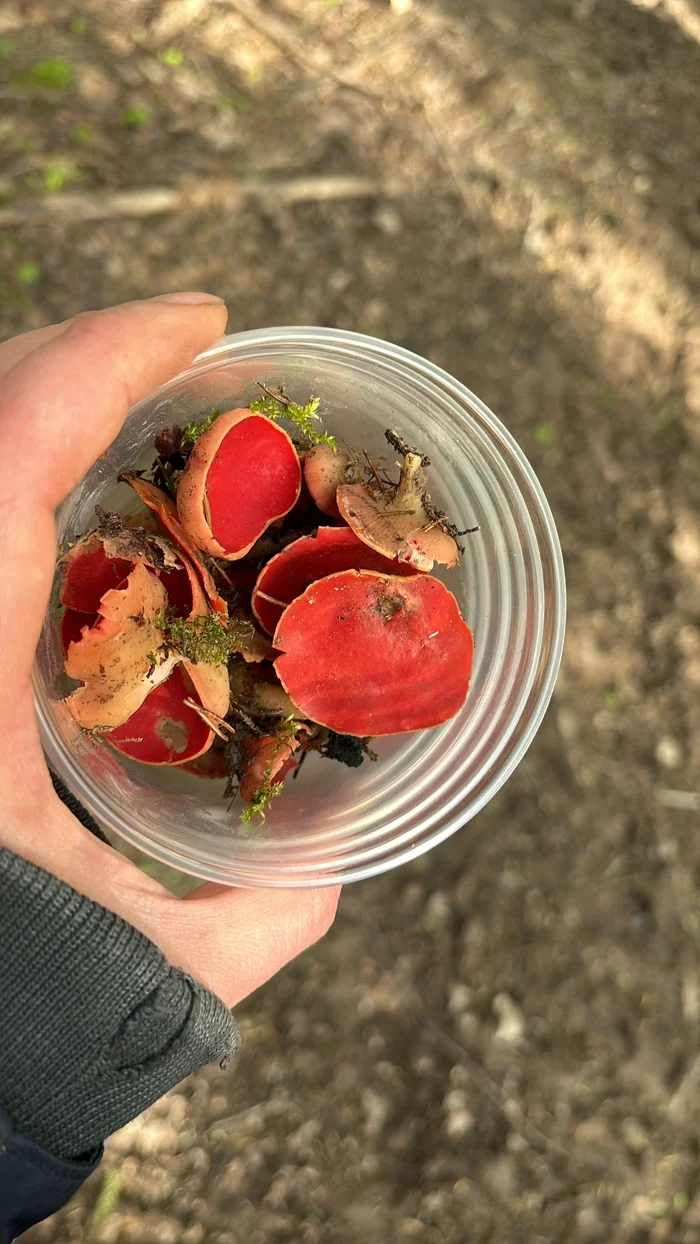 Bookmarks and mushrooms - My, Mushrooms, Bookmarks, Dacha, Awkward moment, Coincidence, Longpost