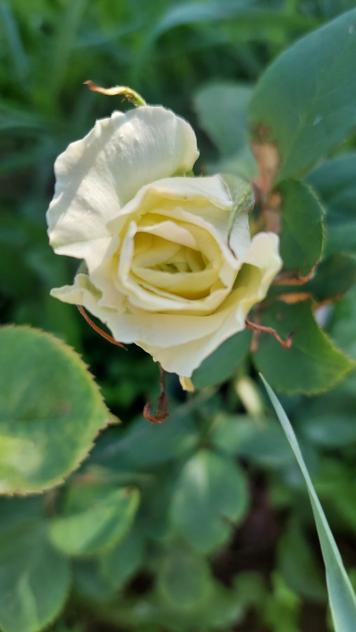     ""  , , , , ,   , , , 