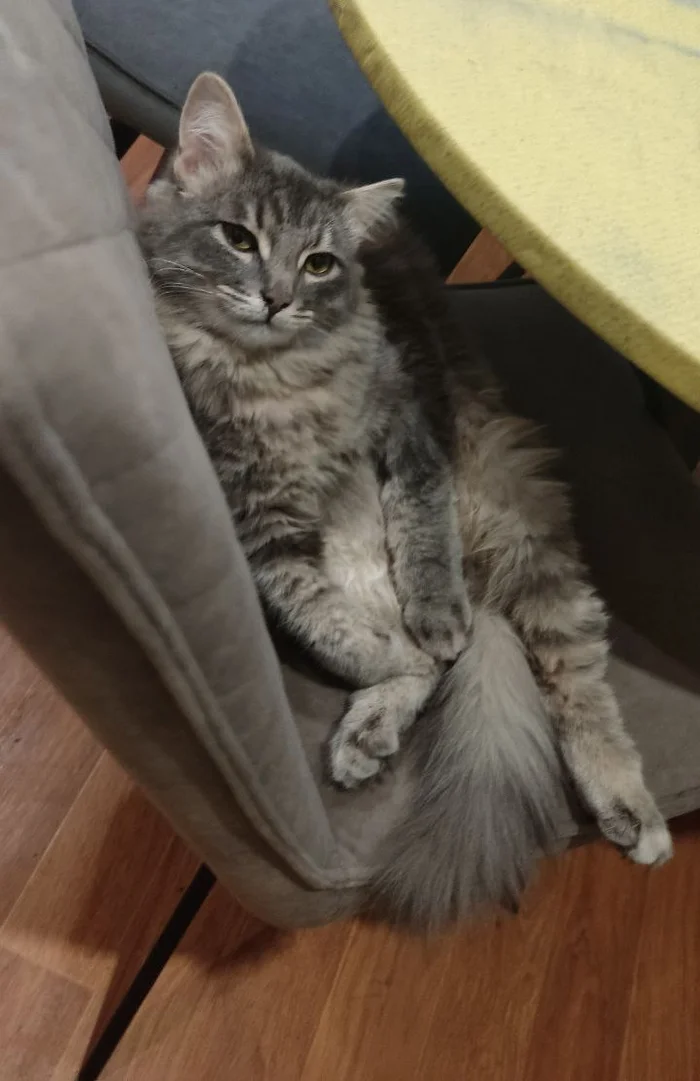 Grandfather is waiting for tea - My, cat, The photo, Mobile photography, Kittens, Pet the cat, Fluffy, Paws, Pets, Hardened, Sight, Stool, Kitchen