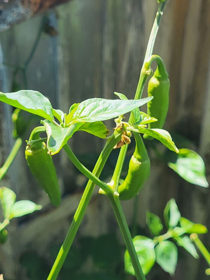 Bih Jolokia Chocolate