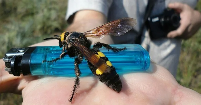 A giant wasp that lives in Russia and the CIS - My, Around the world, Animals, Biology, Nature, In the animal world, Wasp, Insects, The photo, Rare view, Longpost