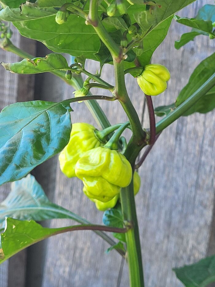 Scotch Bonnet Cappuccino