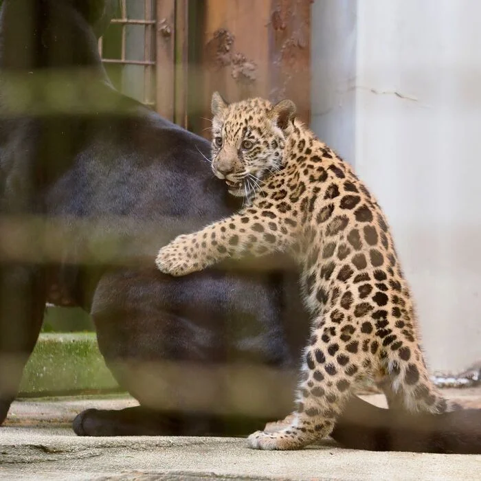 Got it! - Young, Jaguar, Big cats, Cat family, Predatory animals, Wild animals, Zoo, Black Panther, The photo