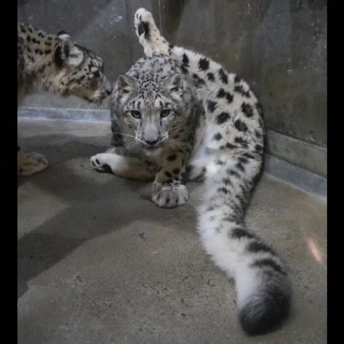 Смотри как умею!