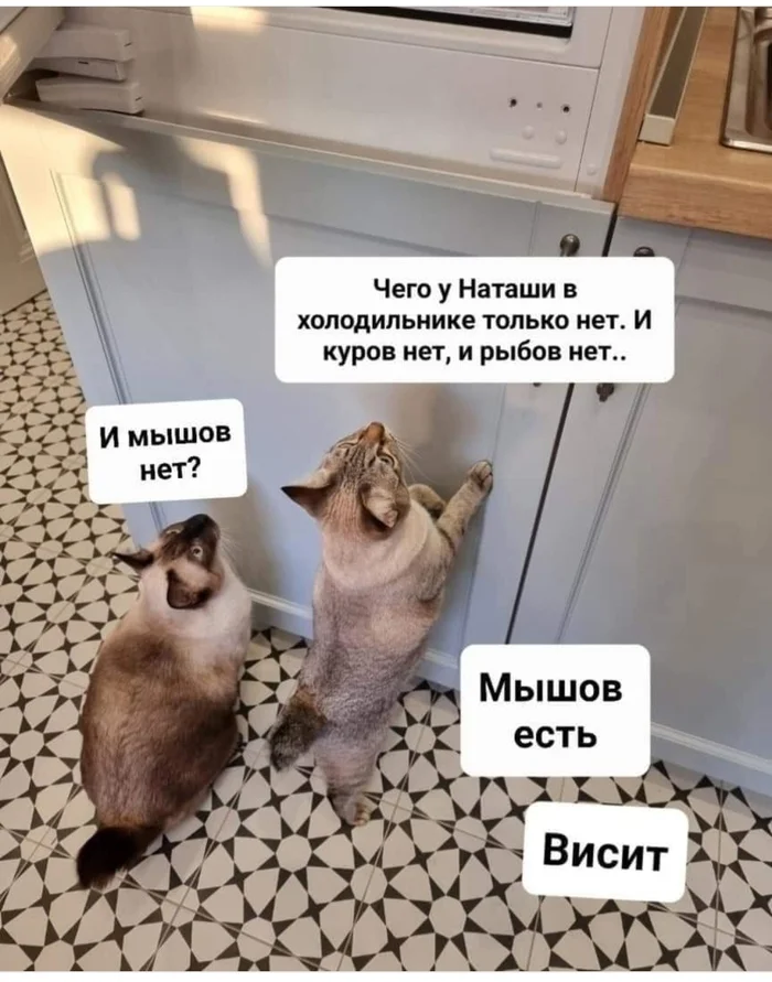 Наташины котики - Наташа мы все уронили, Кот, Картинки, Картинка с текстом, Юмор, Холодильник