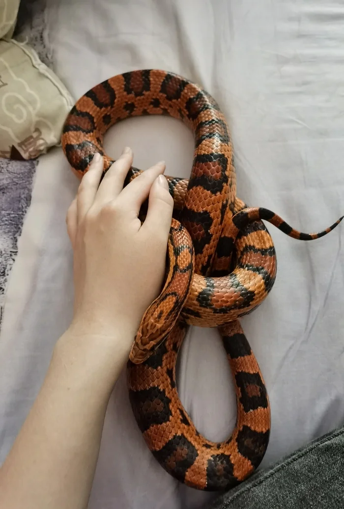 You can expect anything from a snake. She will bite at any convenient moment, so you can’t keep them as pets - My, Animals, Pets, Cold-blooded, Reptiles, wildlife, Wild animals, Snake, Reptiles at home, Maize snake, Longpost