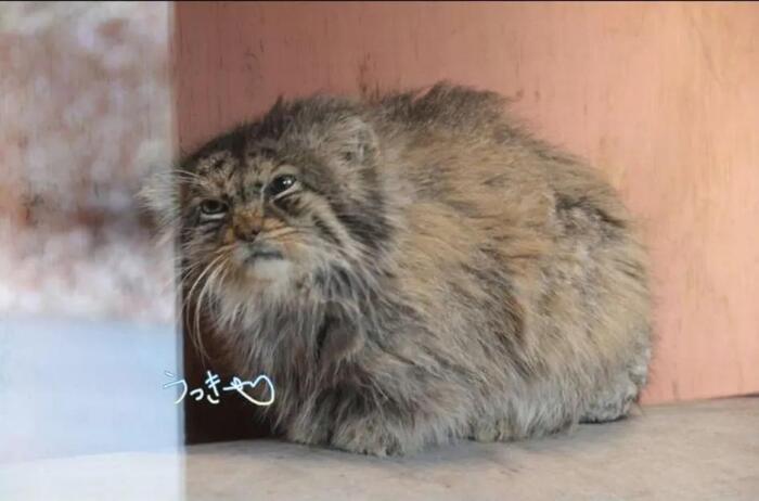 ����������� � �...