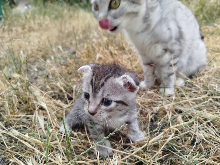 Continuation of the post “Lost” - Small cats, cat, Mobile photography, Found a cat, Lop-eared, Kittens, In good hands, Reply to post, Longpost