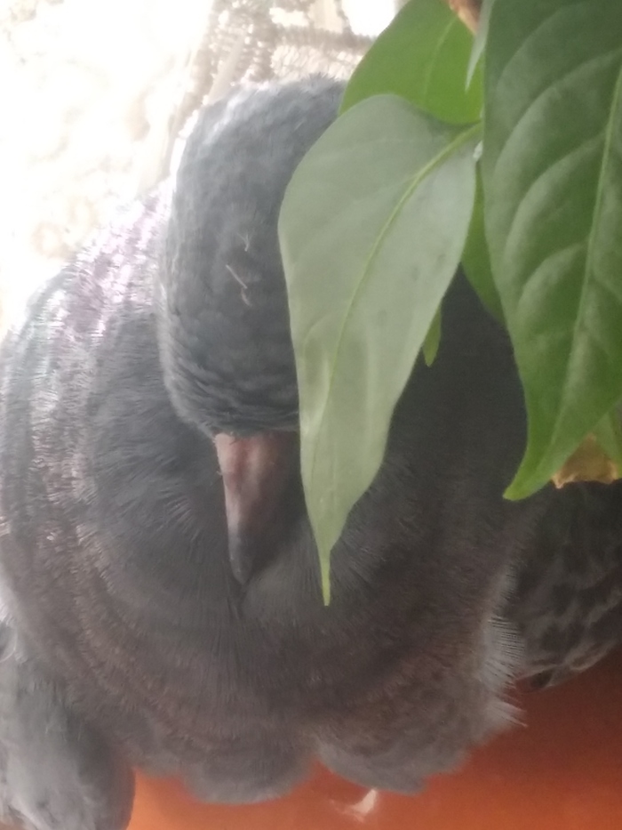 помянем перец