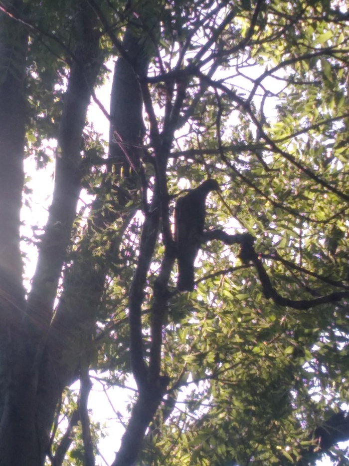 Как отпустил его, он сразу же полетел на дерево