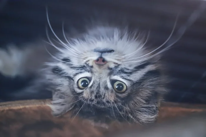 Dratuti, why are you all upside down? - Wild animals, Zoo, Predatory animals, Cat family, Pallas' cat, Small cats, Upside down