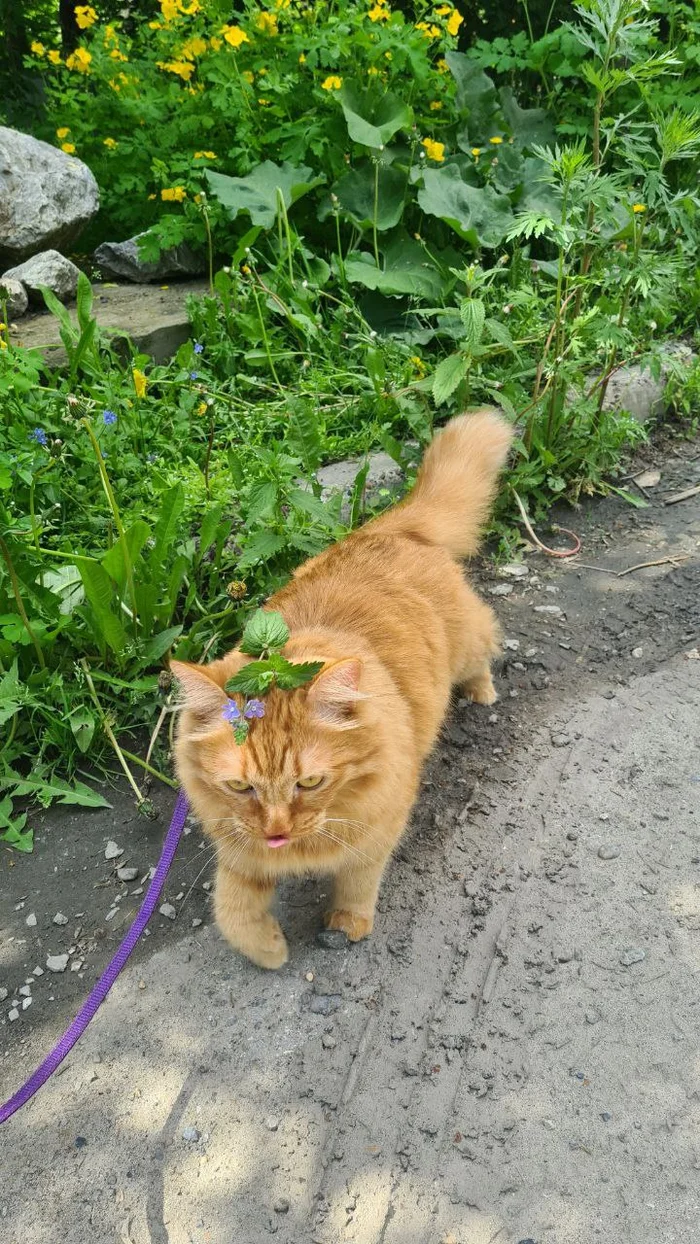 Самый красивый кот Кот, Пушистые, Рыжие, Длиннопост, Прогулка, Домашние животные, Фотография