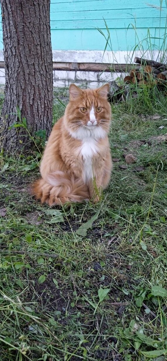 The cat is missing. Help is needed - Lost cat, Lost, Cat lovers, The strength of the Peekaboo, Longpost, Help me find, cat, Nizhny Novgorod, Boron, Nizhny Novgorod Region