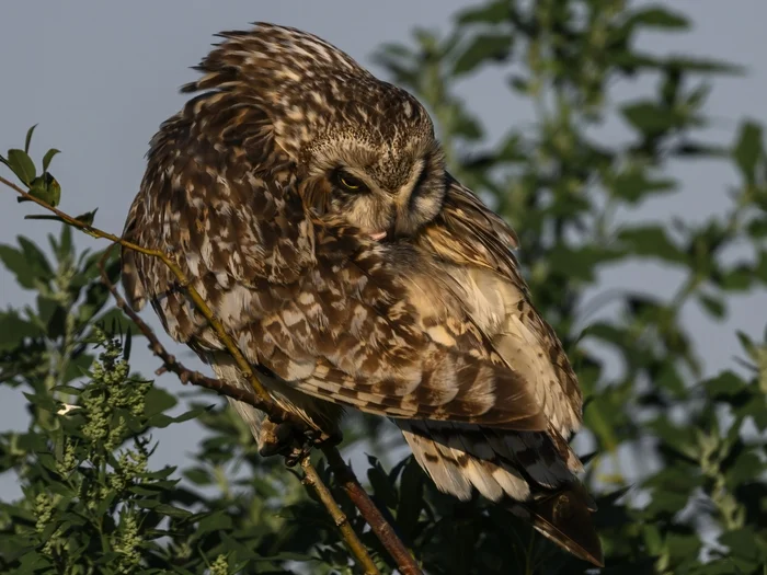 The Secret of the Short-eared Owl - My, Birds, Ornithology, Photo hunting, Wild animals, Biology, Longpost