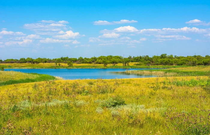 By the pond... - My, The photo, Nikon, Nature, Landscape, River, Pond