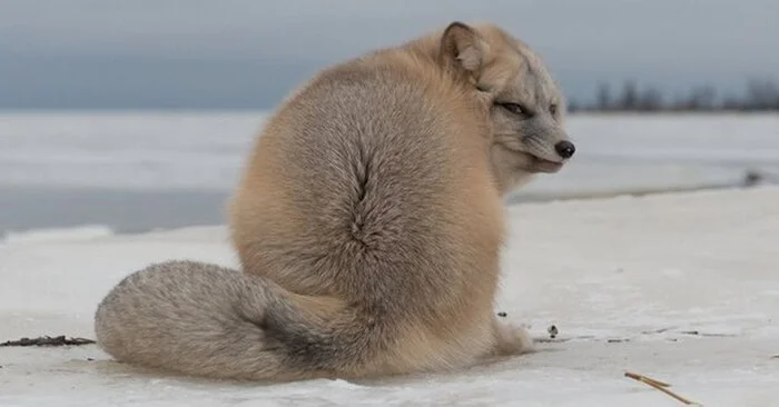 What are you looking at? Yes, Arctic fox - and yours... -__- - The photo, Arctic fox, Fox, In the animal world, Animals, Fluffy, Indignation, Tail