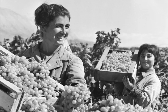 Grape pickers during the harvest at the Kirov state farm. Armenian USSR, 1970 - Grape, Collection, Harvest, Sovkhoz, Armenian SSR, 70th, the USSR, Childhood in the USSR, Made in USSR, Retro, Girls, Heat, Summer, beauty, Telegram (link)