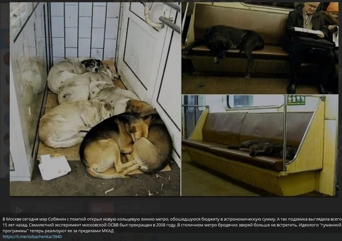 Moscow during the “successful” OSVV - Stray dogs, Osvv, Radical animal protection, Burmatov, Moscow, Longpost, Dog