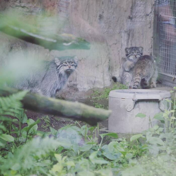 Трое на прогулке, не считая кастрюли