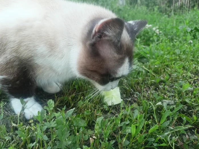 A little summer - My, Rural life, Cucumbers, cat, Longpost