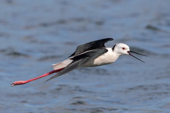 Stilt - My, Stilt walker, Photo hunting, Bird watching, Ornithology, Ornithology League, Birds, The photo