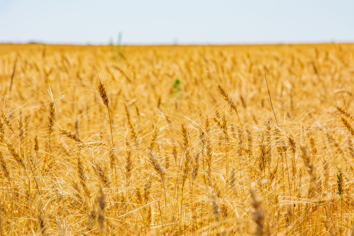 Время жатвы...