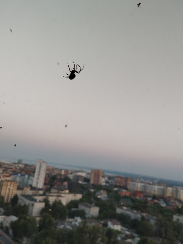 Просто паук Валера