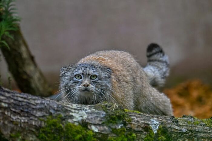 Да, смотрю как на добычу!