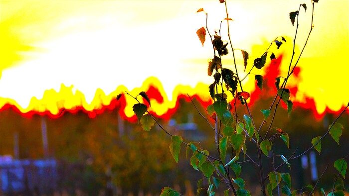 Ветка березы на фоне заката